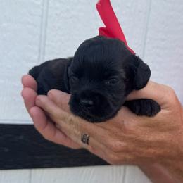 Raven - Black and white female Cockapoo puppy in Ville Platte, Louisiana from The Barkery