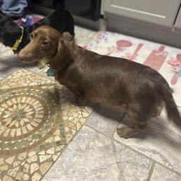 Serenity - Dachshund