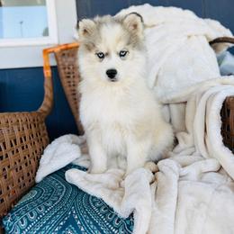 Tapper - Silver and white male Pomsky puppy in Yavapai County, Arizona from Pawsh Pomskies