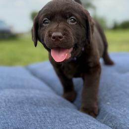 River - Chocolate female Dilute Retriever puppy in Baldwin City, Kansas from Hedge Lane Labradors