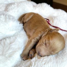 Cece - Red female Labradoodle puppy in San Antonio, Texas from I Love U Back Labradoodles, LLC