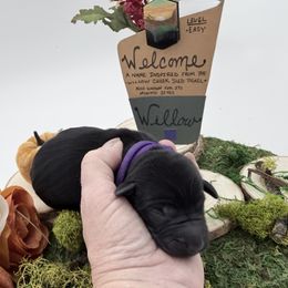 Willow - Black female Labradoodle puppy in Wasilla, Alaska from Northern Lights Labradoodles