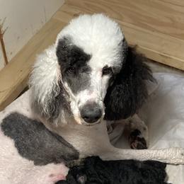Kate - Poodle