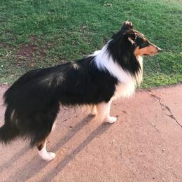 Ranger - Collie