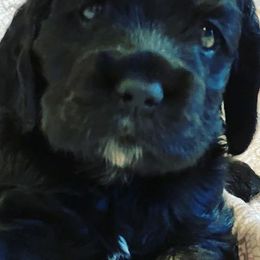 Cocker Spaniels from Carmia’s cocker spaniel