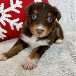 Francesca - Red tri-color female Australian Shepherd puppy in Blomkest, Minnesota from Meljestic Farms