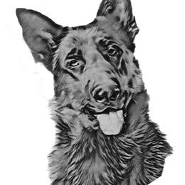 German Shepherds from Shana's Shepherds