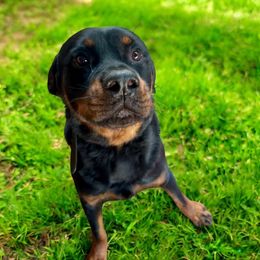 D. T. Tanner Von Darr - Black and mahogany male Rottweiler puppy in Grand Praire, Texas from Von Darr Kennels