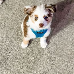 Rip - Red merle Miniature Australian Shepherd puppy in Goldsboro, North Carolina from Maple Ridge Farm