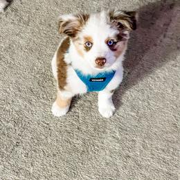 Rip - Red merle Miniature Australian Shepherd puppy in Goldsboro, North Carolina from Maple Ridge Farm