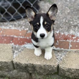 Bridget - Black and tan female American Corgi puppy in Ohio from Canal Corgis