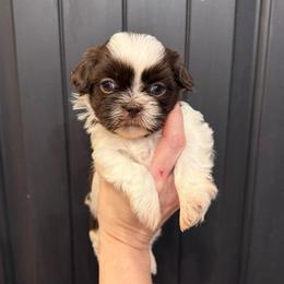 Ophelia - Liver and white female Shih Tzu puppy in Stroud, Oklahoma from Laik’s Little Shihtz & Poms