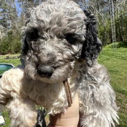 Soufflé - Merle female Labradoodle puppy in Greensboro, Georgia from B’s Doodles