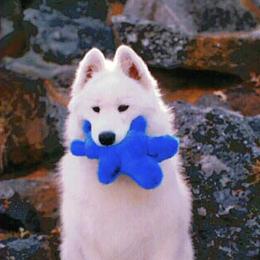 Samoyeds from Mytee Samoyeds