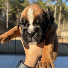 Boxers from Roxy’s Boxers