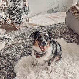 Aussiedoodles and Australian Shepherds from Lazy S Aussies