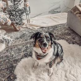 Aussiedoodles and Australian Shepherds from Lazy S Aussies
