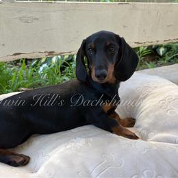 Lucy - Black and tan female Dachshund puppy in Jonesboro, Illinois from Twin Hills Dachshunds