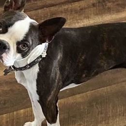 Boston Terriers from Lisa Wolfe's Boston Terriers