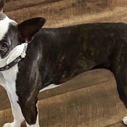 Boston Terriers from Lisa Wolfe's Boston Terriers