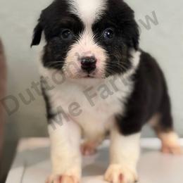 Creek - Black tri male Miniature Australian Shepherd puppy in Oronogo, Missouri from Dutton's Show Me Farms