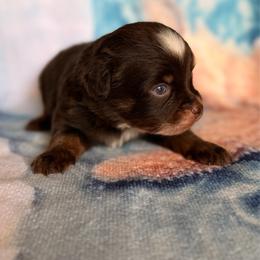 Woody - Red tri male Miniature Australian Shepherd puppy in Buchanan, Georgia from Stanleyville Farm Mini Aussies
