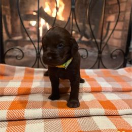 Brody Brown - Yellow Collar - Brown male Boykin Spaniel puppy in Hurtsboro, Alabama from PARK’s Family Farm