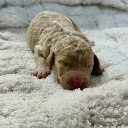 Emily - Cream female Goldendoodle puppy in Willacoochee, Georgia from Kitandkboodle's Doodles