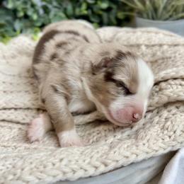 Reed - Red merle male Australian Shepherd puppy in Oxford, Florida from SoCo Aussies