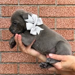 Boy 6 - Gray male Cane Corso puppy in Highland, Illinois from C&I Elite Cane Corso