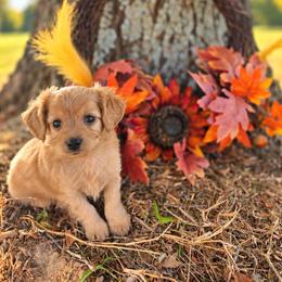 Jack - male Cavapoochon puppy in Bullard, Texas from Cavapoochon Central LLC