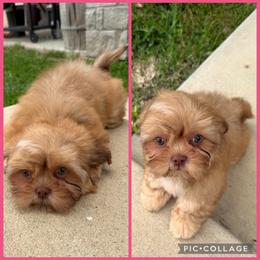 Sierra - Gold and white female Shih Tzu puppy in Conroe, Texas from Texas Shih tzu crew Shih Tzus