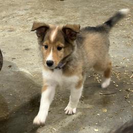 Lavender - White and sable female Shetland Sheepdog puppy in Fontanelle, Iowa from Jensen Farms Shelties