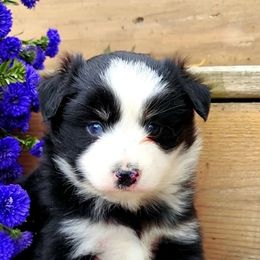 Miniature Australian Shepherds and Toy Australian Shepherds from Ashby Lou Aussies
