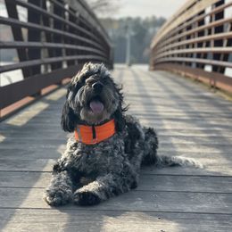 Sydney - Goldendoodle