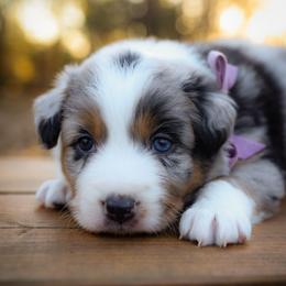 Bliss - Blue merle female Australian Shepherd puppy in Georgetown, Texas from River Reign Australian Shepherds