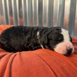 Aurora - Black and white female Bernedoodle puppy in Russellville, Arkansas from Crossgate Doodles
