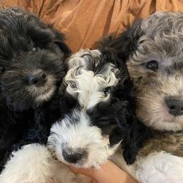Goldendoodle puppies from Dezi’s Sonshine Doodles