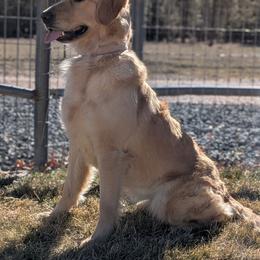 Golden Retriever puppies from Tall Pines Goldens