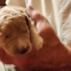 Curley) Josh - Double Doodle puppy in Norfolk, Massachusetts from Cat's Golden Labradoodles