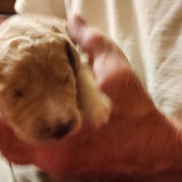 Curley) Josh - Double Doodle puppy in Norfolk, Massachusetts from Cat's Golden Labradoodles
