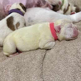Pink - White female Bulldog puppy in Krum, Texas from K & K Little Blessings