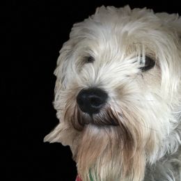 Goldendoodles, Miniature Schnauzers, and Poodles from 501Doodles