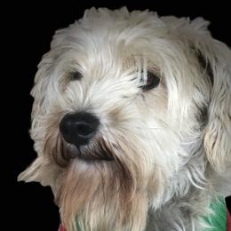 Goldendoodles, Miniature Schnauzers, and Poodles from 501Doodles
