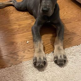 Great Dane Puppies from F&B Kennels