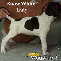 Girl 7 - German Shorthaired Pointer puppy in Fortville, Indiana from Sanguine Moon Kennel