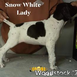 Girl 7 - German Shorthaired Pointer puppy in Fortville, Indiana from Sanguine Moon Kennel
