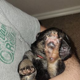 German Shepherd Puppies from Lux Shepherds