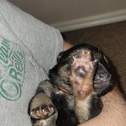 German Shepherd Puppies from Lux Shepherds