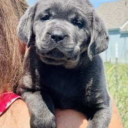 Dilute Retriever and Labrador Retriever Puppies from Hedge Lane Labradors